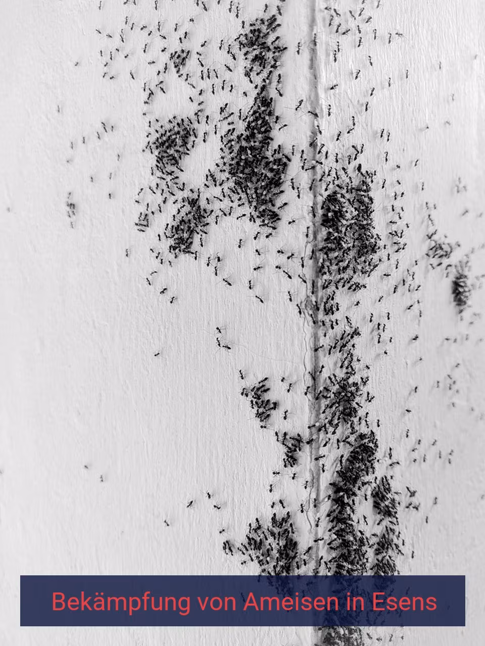 Bekämpfung von Ameisen {Stadt(city_name)
