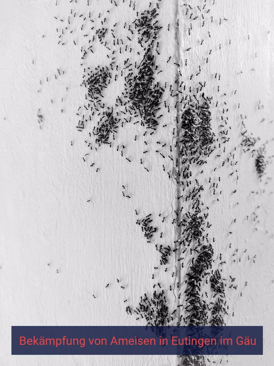 Bekämpfung von Ameisen {Stadt(city_name)