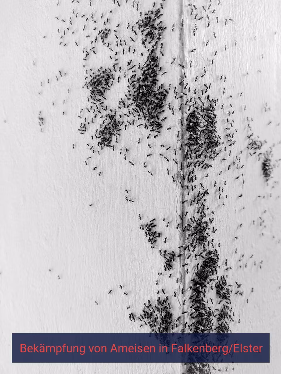 Bekämpfung von Ameisen {Stadt(city_name)