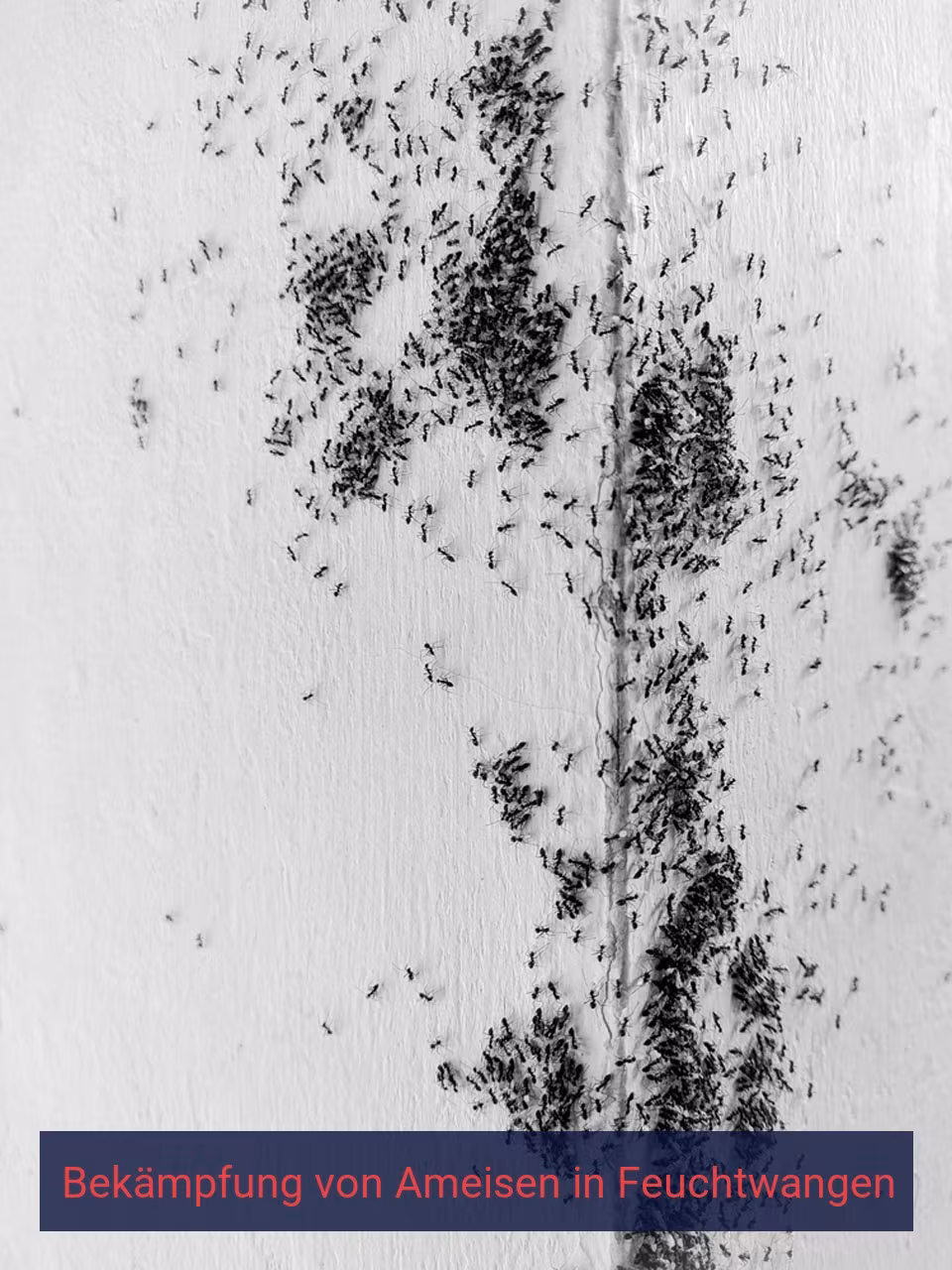 Bekämpfung von Ameisen {Stadt(city_name)