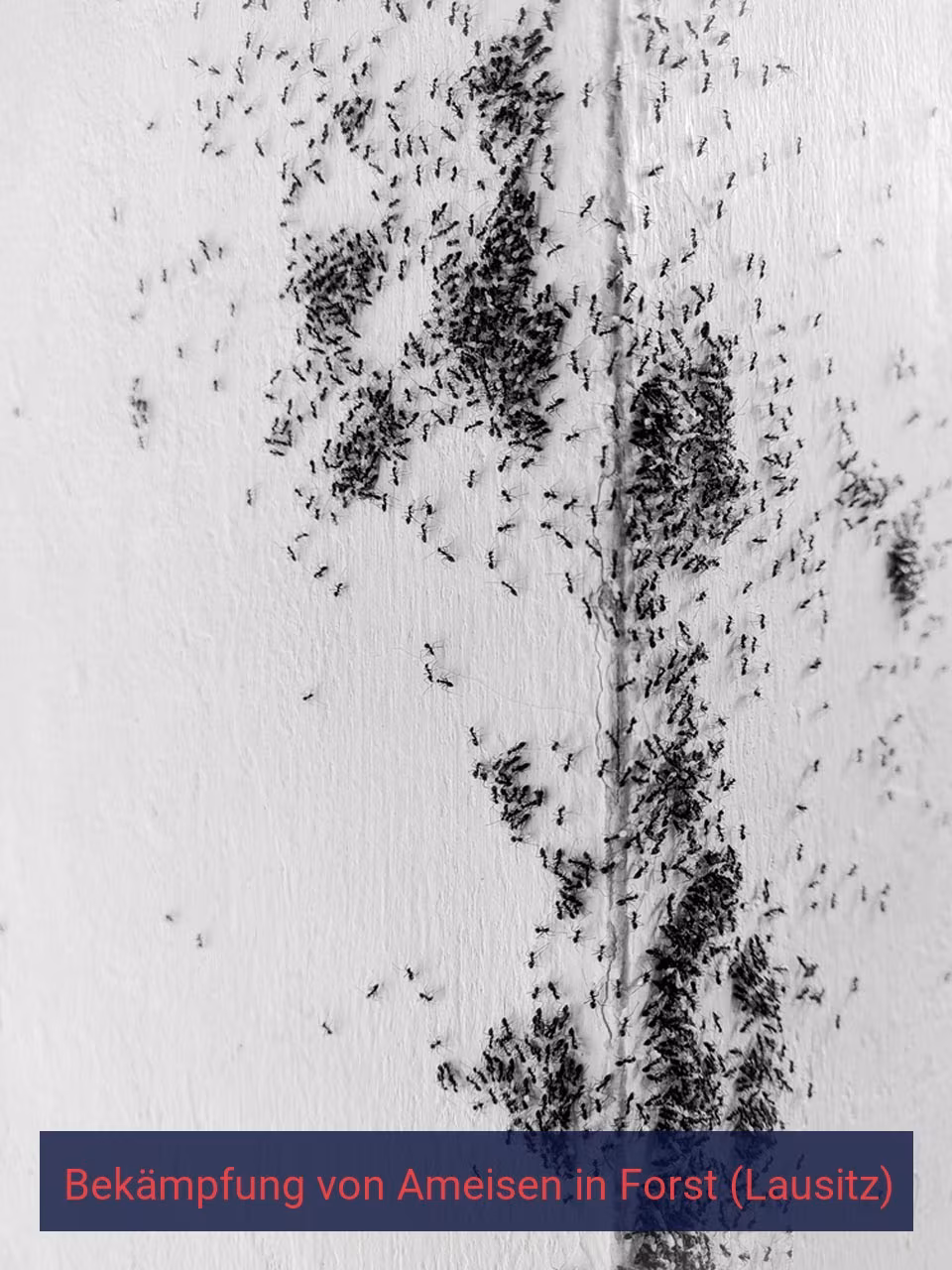 Bekämpfung von Ameisen {Stadt(city_name)