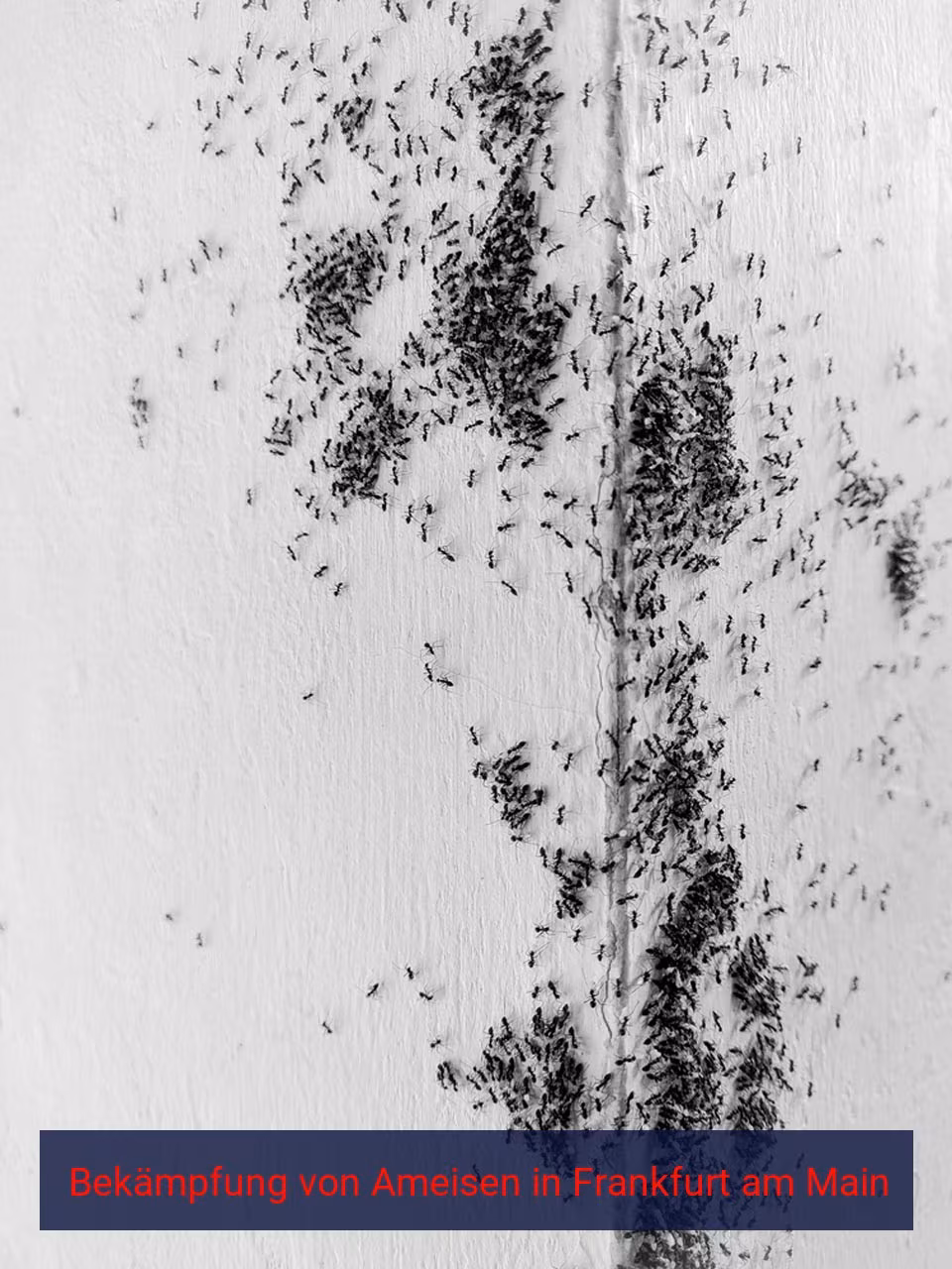 Bekämpfung von Ameisen {Stadt(city_name)