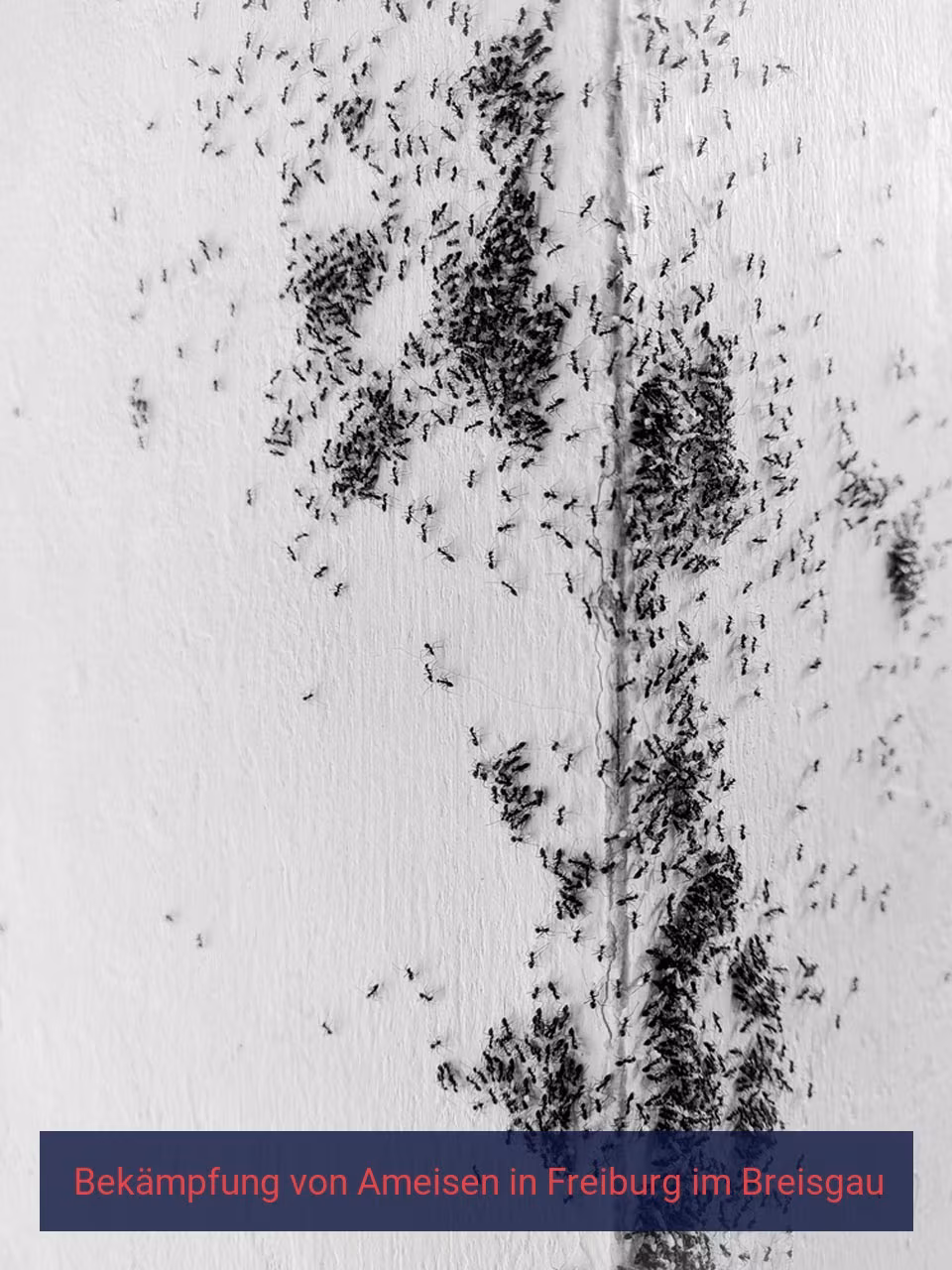 Bekämpfung von Ameisen {Stadt(city_name)