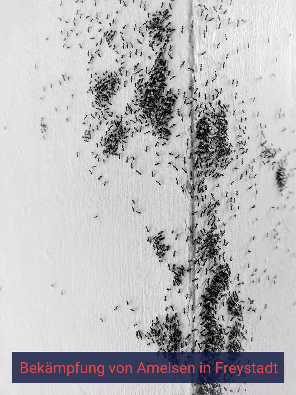 Bekämpfung von Ameisen {Stadt(city_name)
