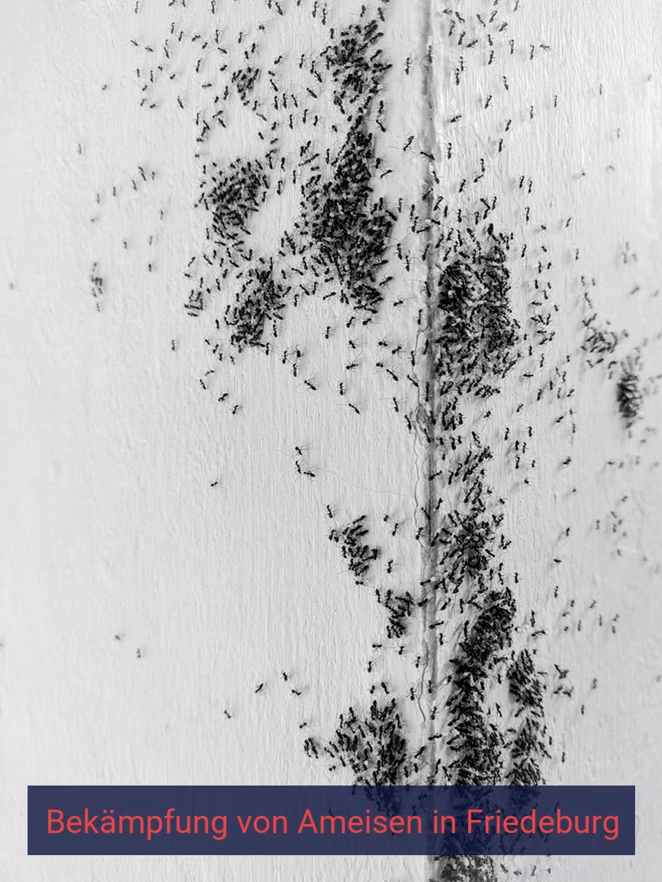 Bekämpfung von Ameisen {Stadt(city_name)