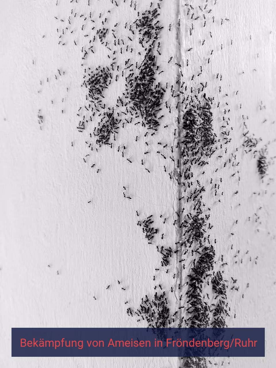 Bekämpfung von Ameisen {Stadt(city_name)
