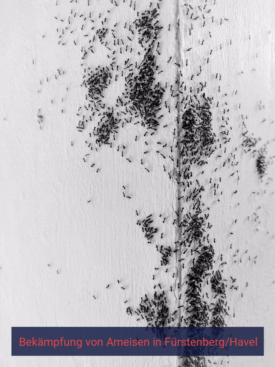 Bekämpfung von Ameisen {Stadt(city_name)