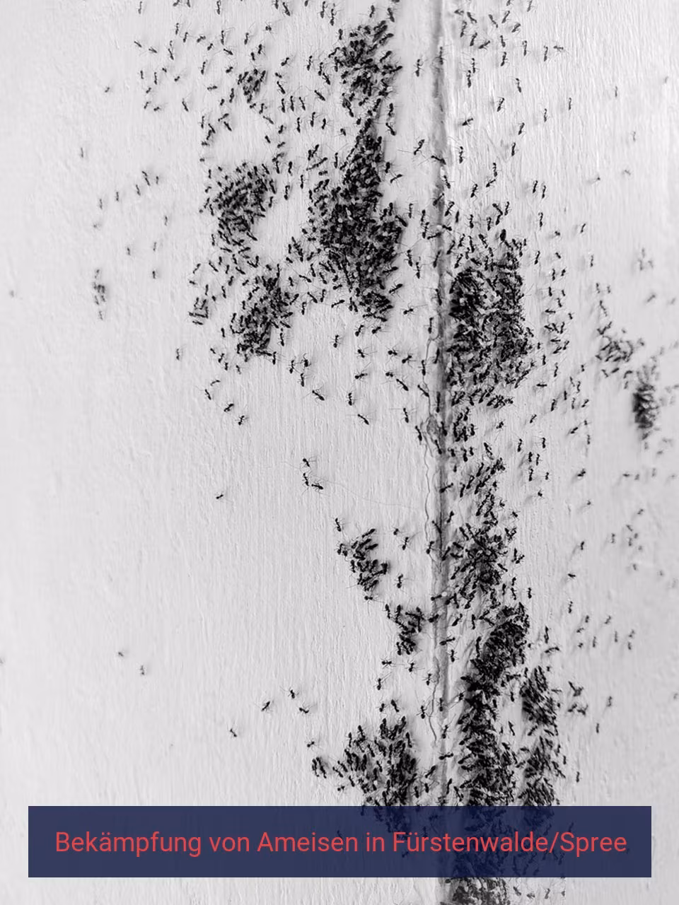 Bekämpfung von Ameisen {Stadt(city_name)