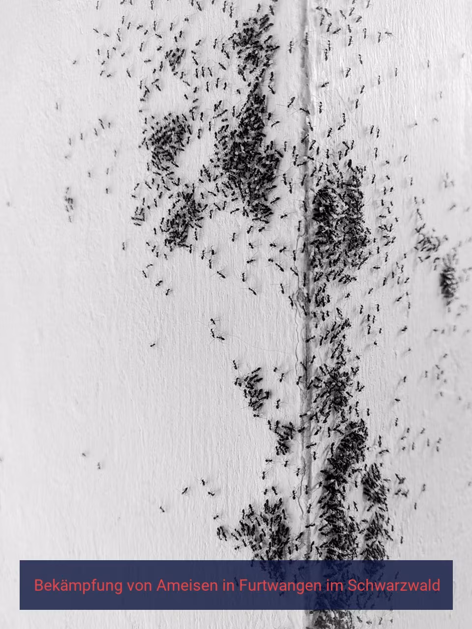 Bekämpfung von Ameisen {Stadt(city_name)