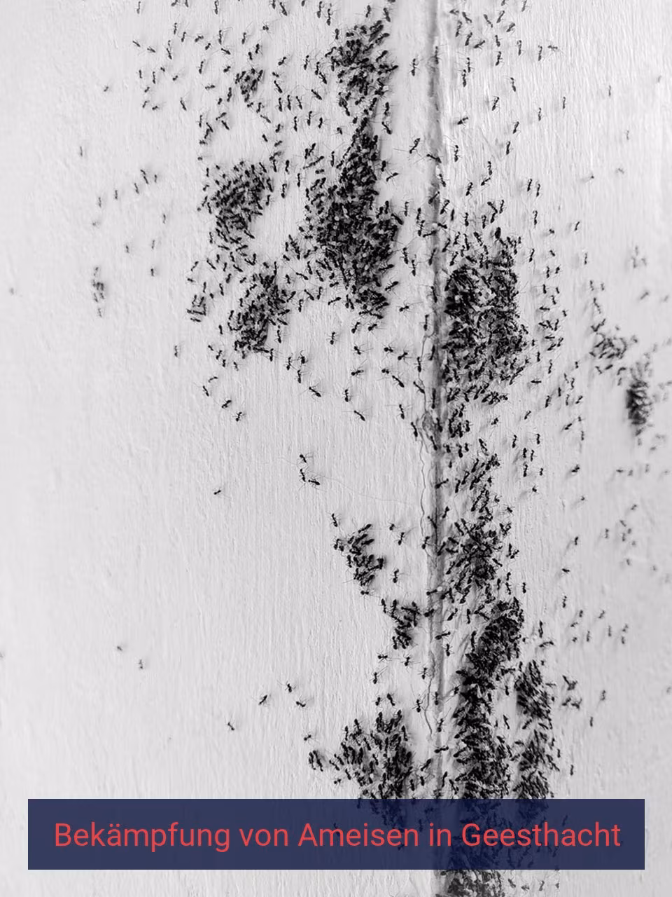 Bekämpfung von Ameisen {Stadt(city_name)