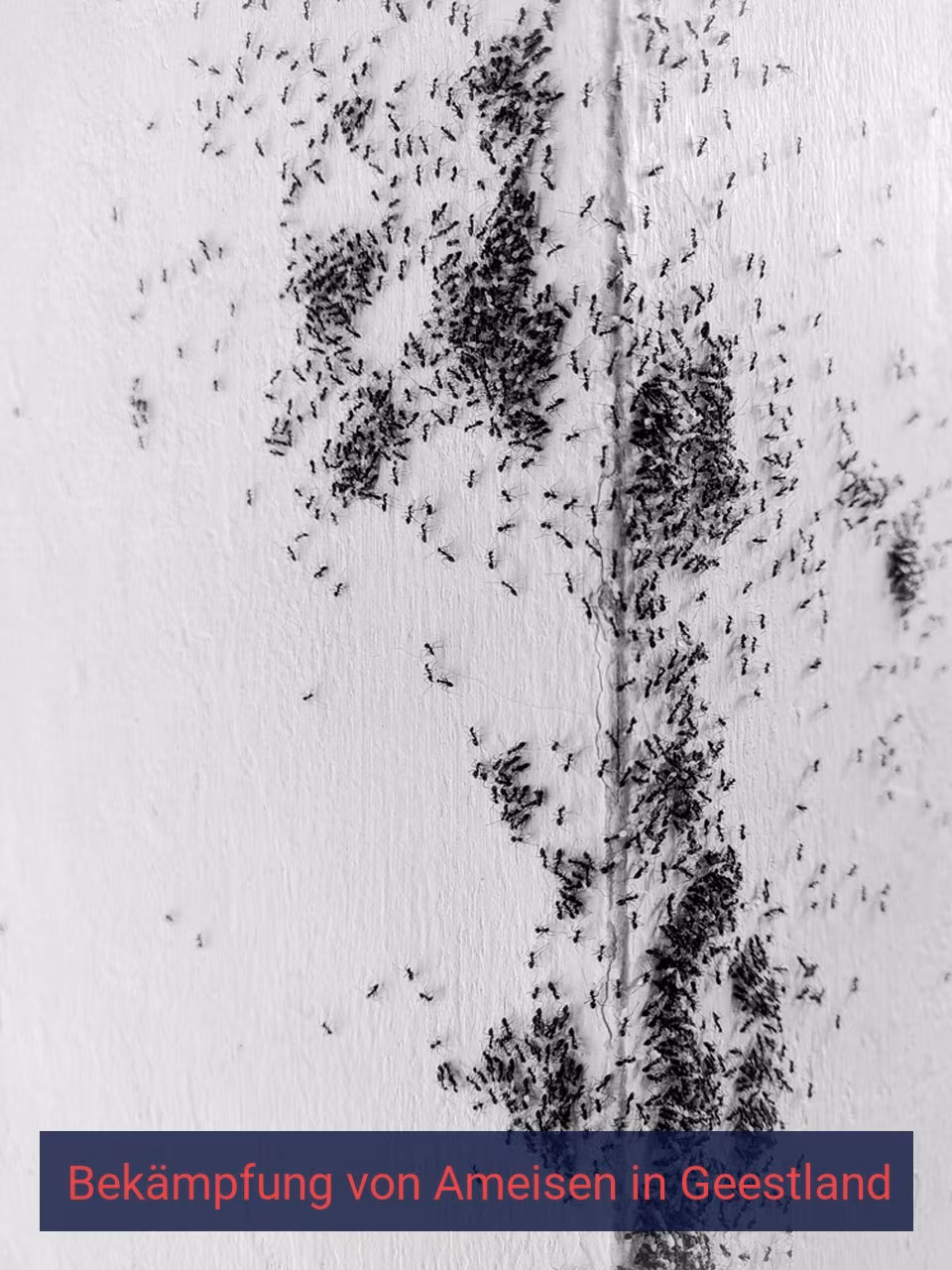 Bekämpfung von Ameisen {Stadt(city_name)