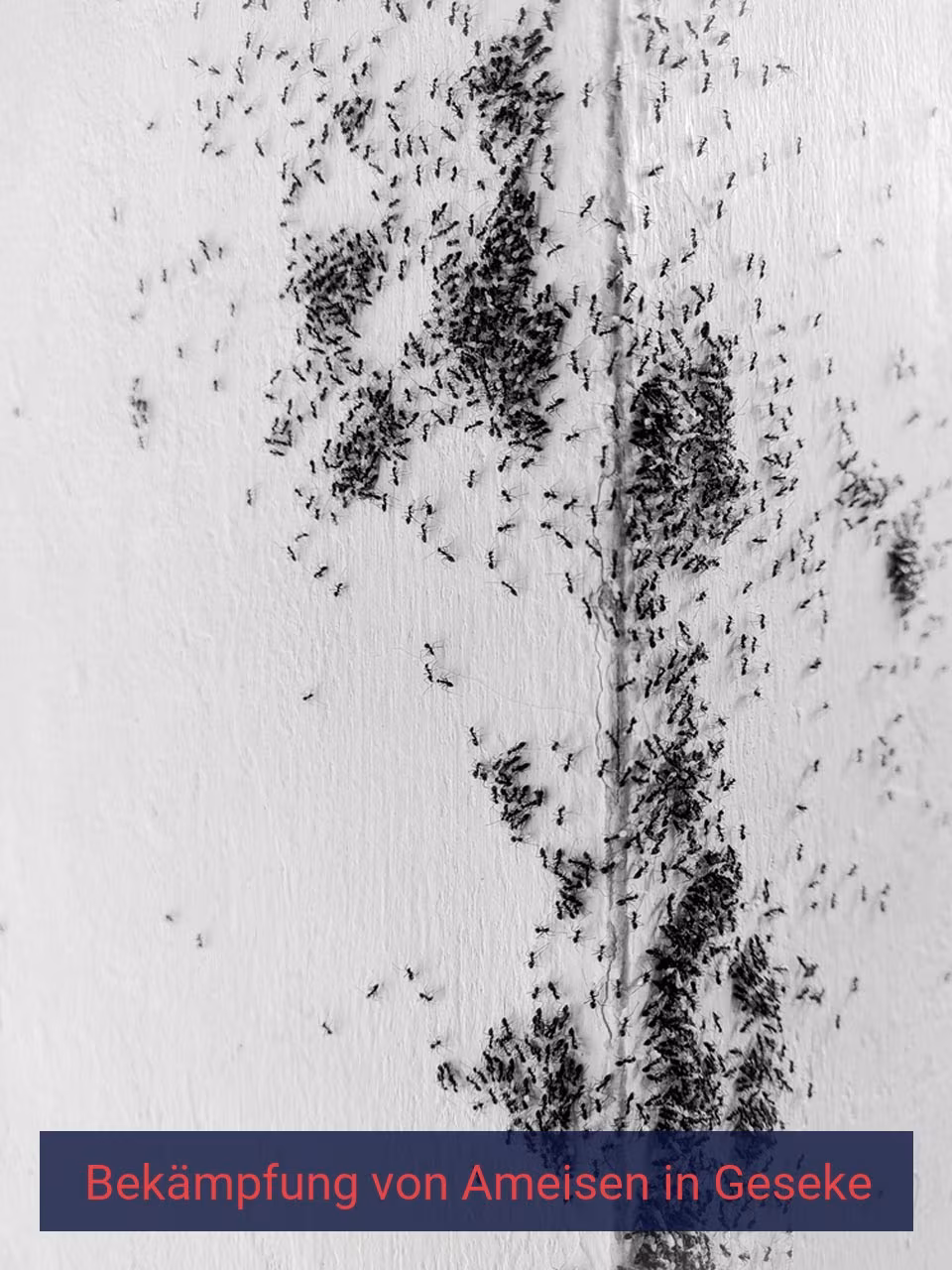 Bekämpfung von Ameisen {Stadt(city_name)