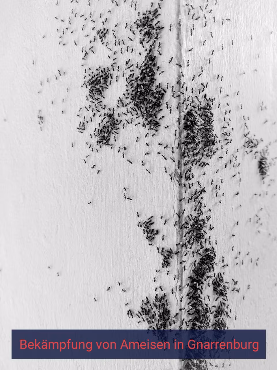 Bekämpfung von Ameisen {Stadt(city_name)