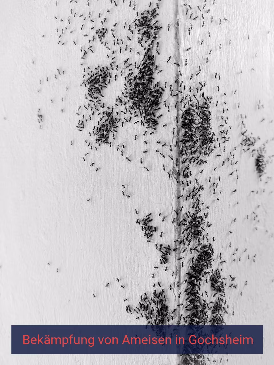 Bekämpfung von Ameisen {Stadt(city_name)