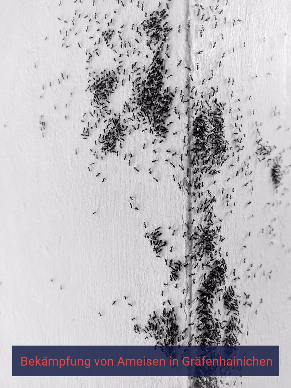 Bekämpfung von Ameisen {Stadt(city_name)