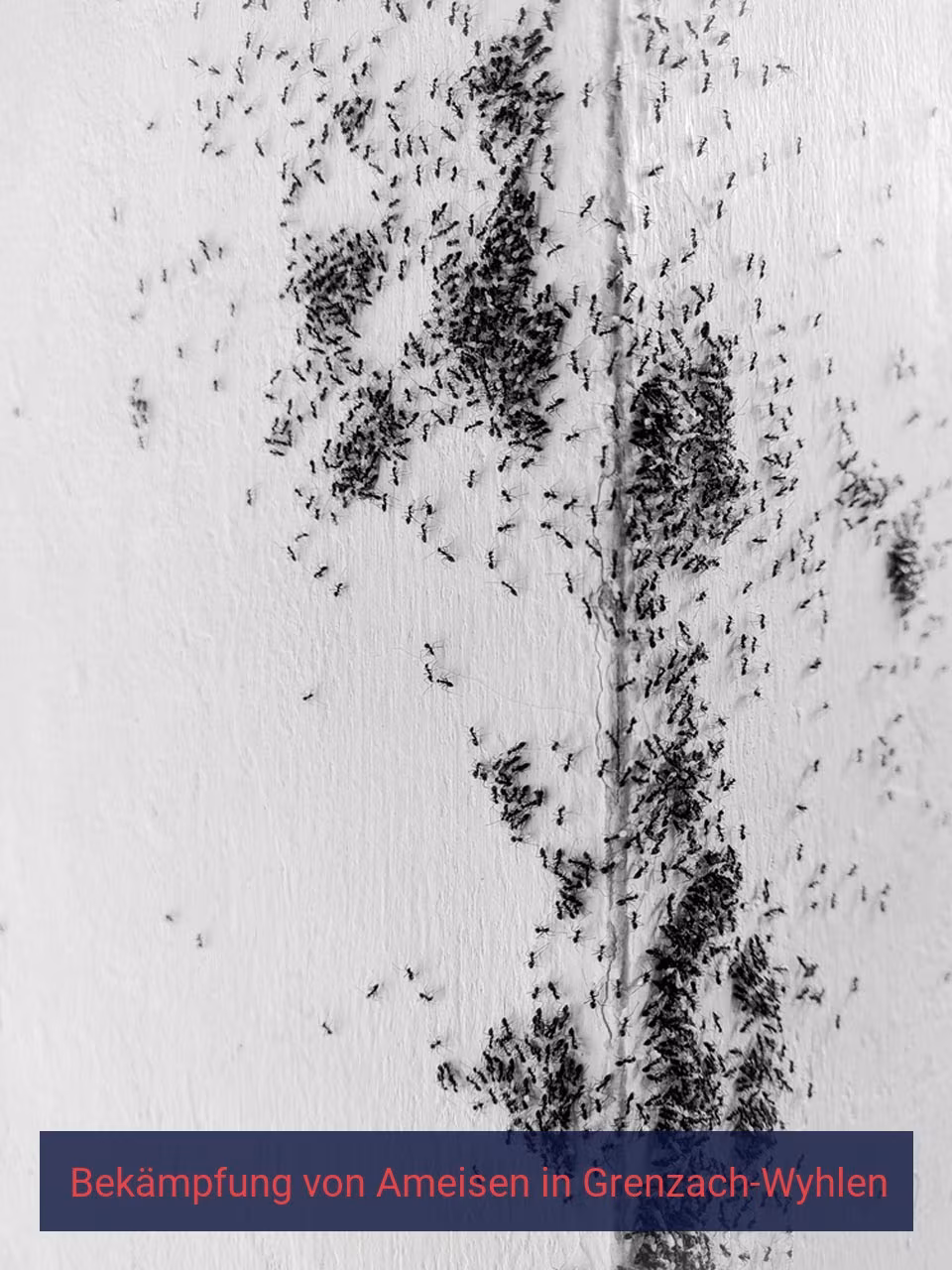 Bekämpfung von Ameisen {Stadt(city_name)
