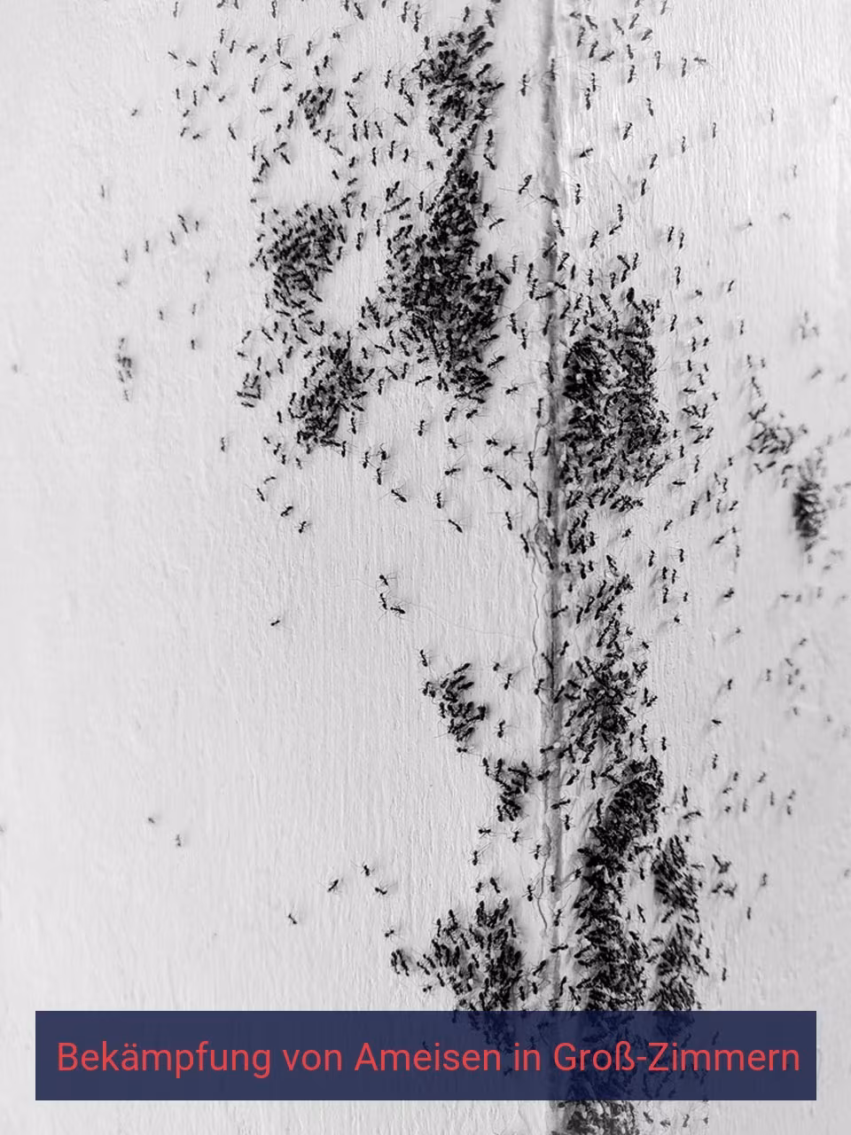 Bekämpfung von Ameisen {Stadt(city_name)