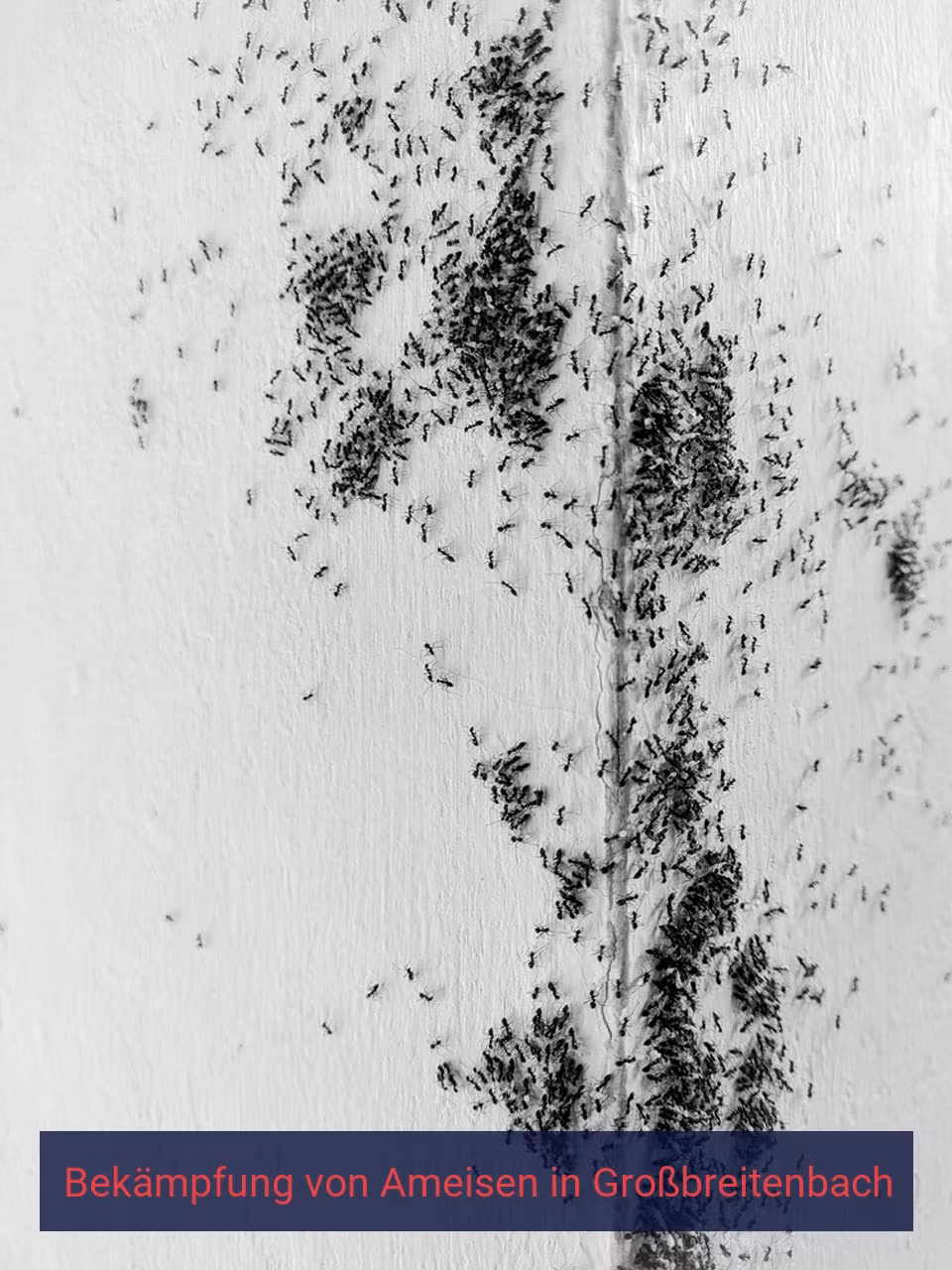 Bekämpfung von Ameisen {Stadt(city_name)