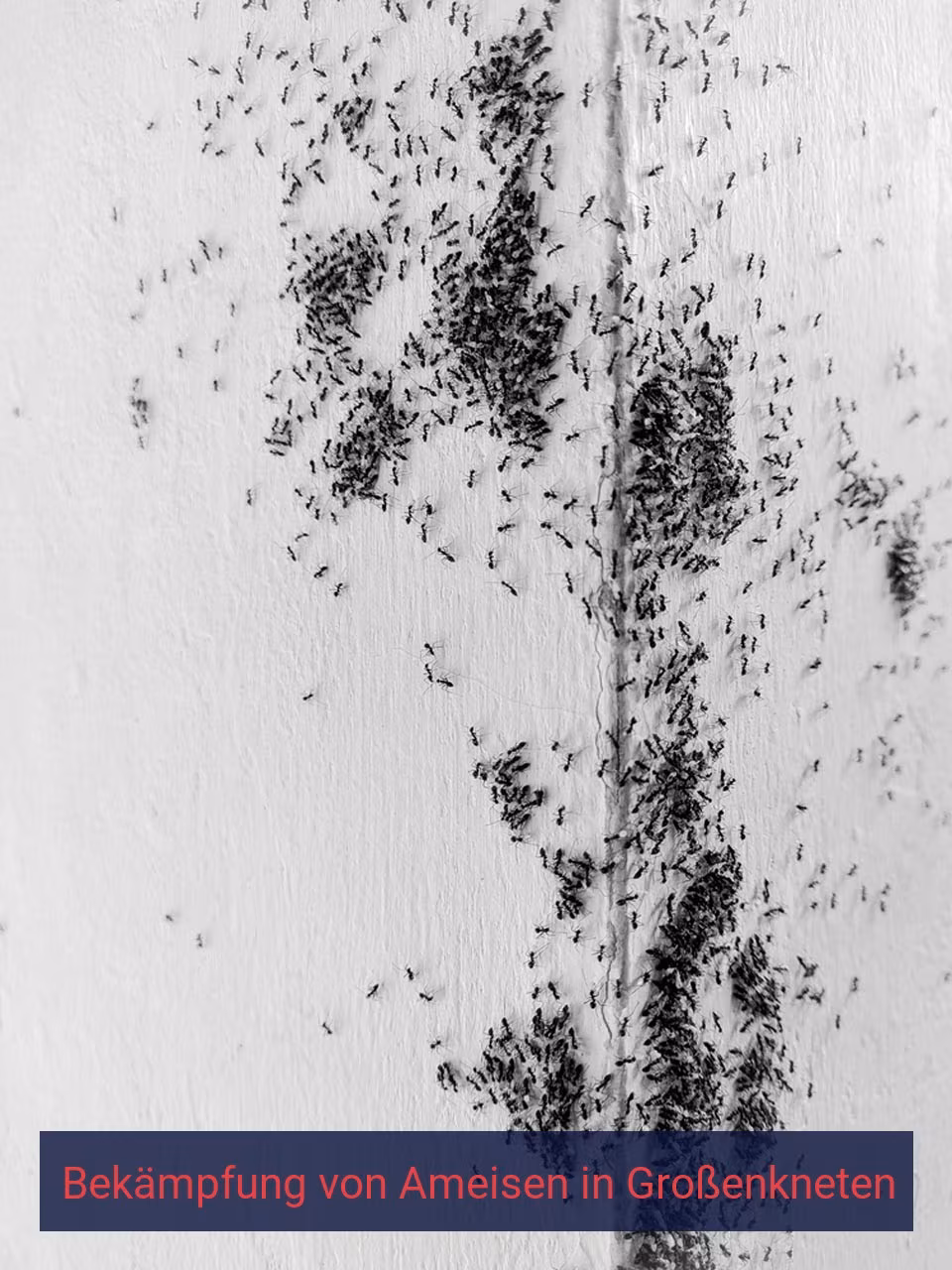Bekämpfung von Ameisen {Stadt(city_name)