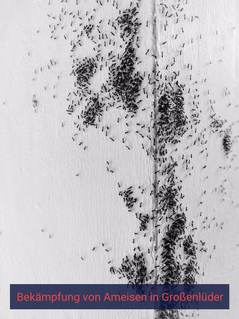 Bekämpfung von Ameisen {Stadt(city_name)