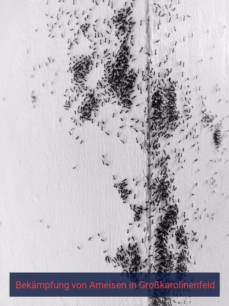 Bekämpfung von Ameisen {Stadt(city_name)