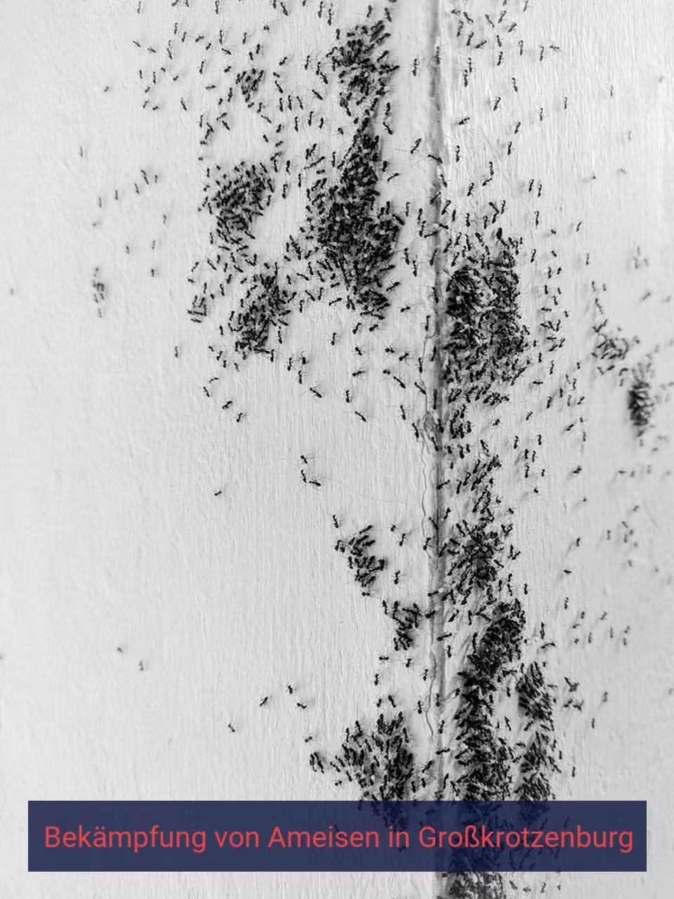 Bekämpfung von Ameisen {Stadt(city_name)
