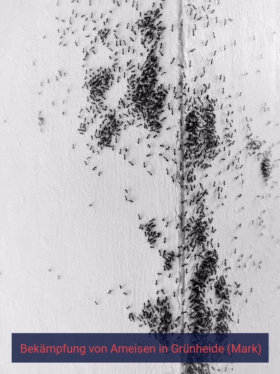 Bekämpfung von Ameisen {Stadt(city_name)