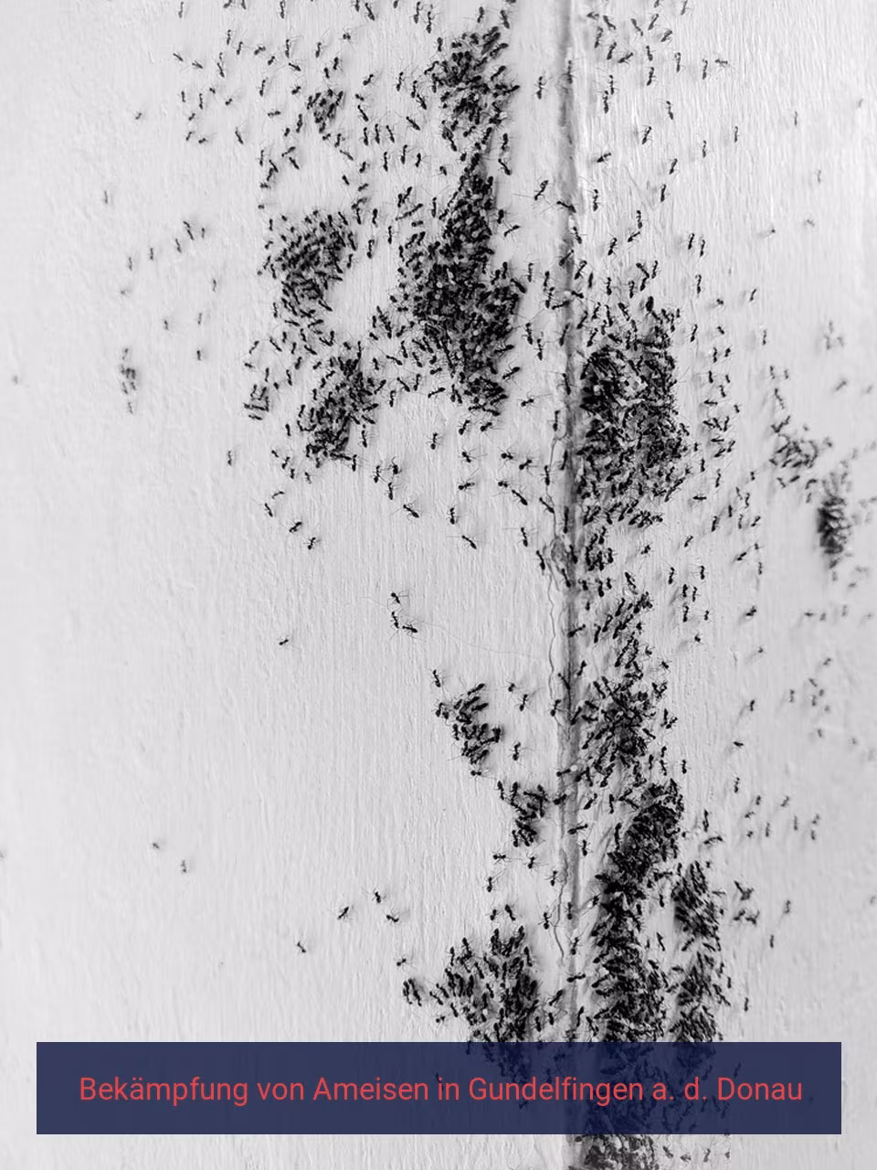 Bekämpfung von Ameisen {Stadt(city_name)