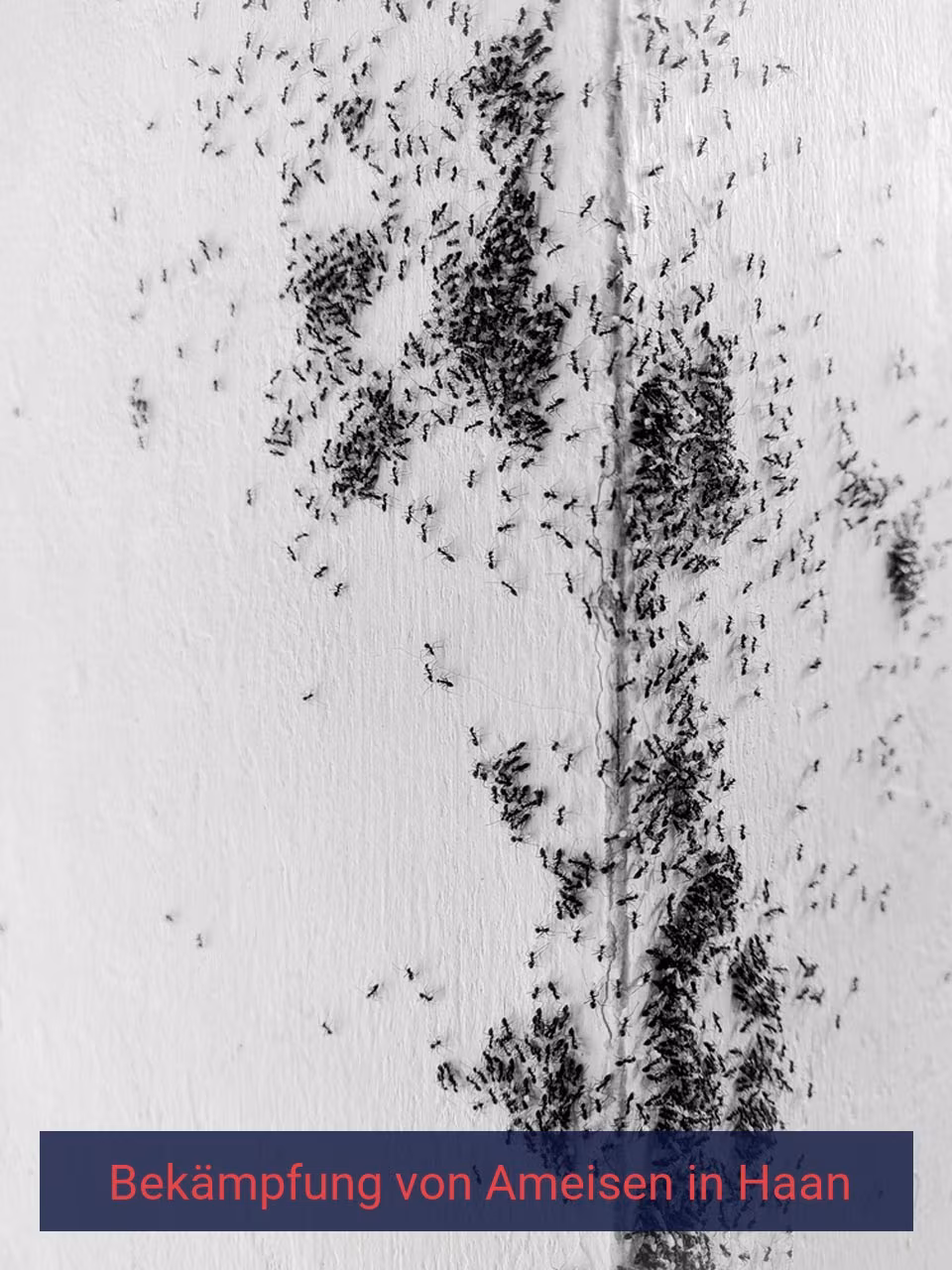 Bekämpfung von Ameisen {Stadt(city_name)