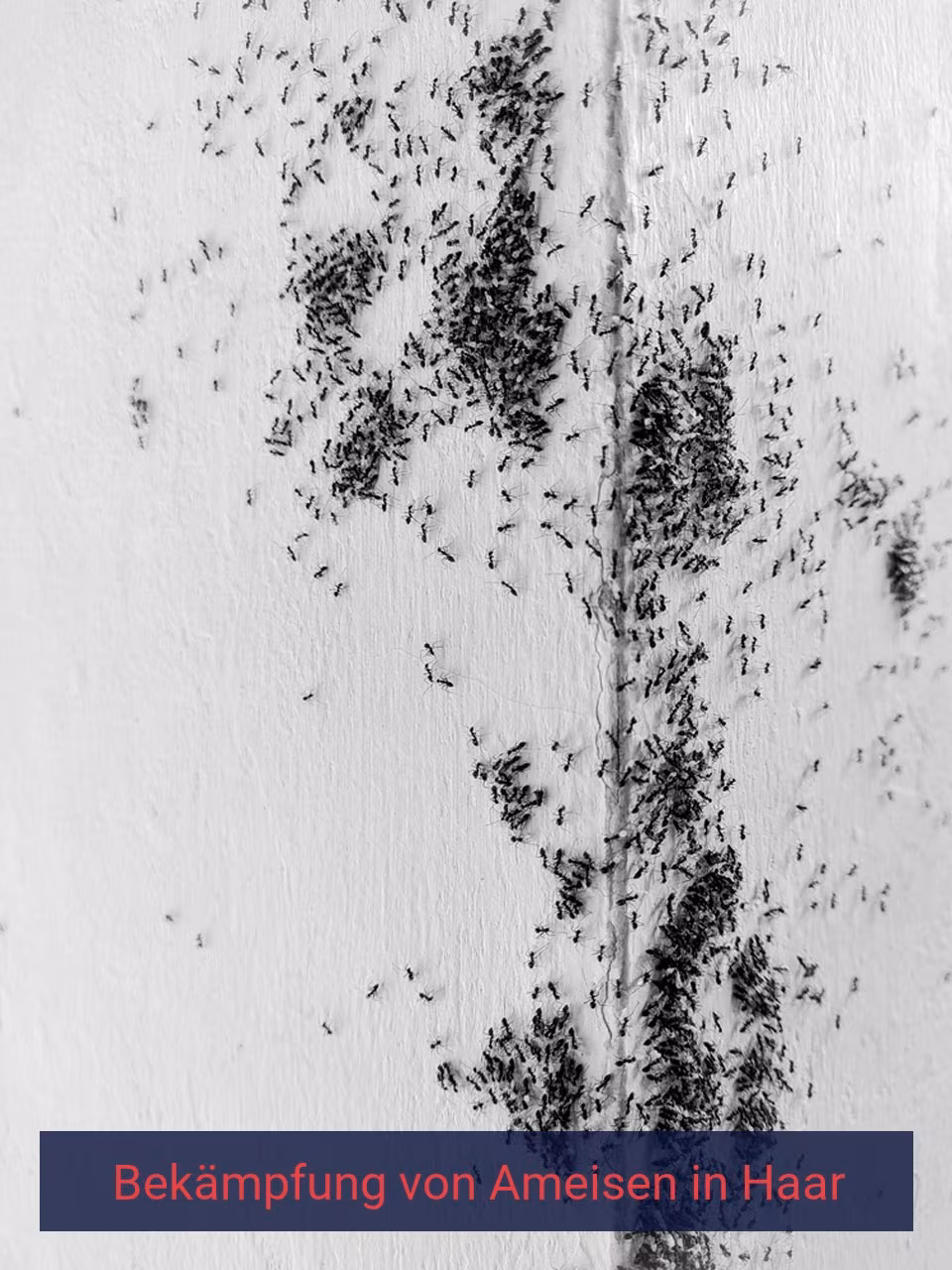 Bekämpfung von Ameisen {Stadt(city_name)