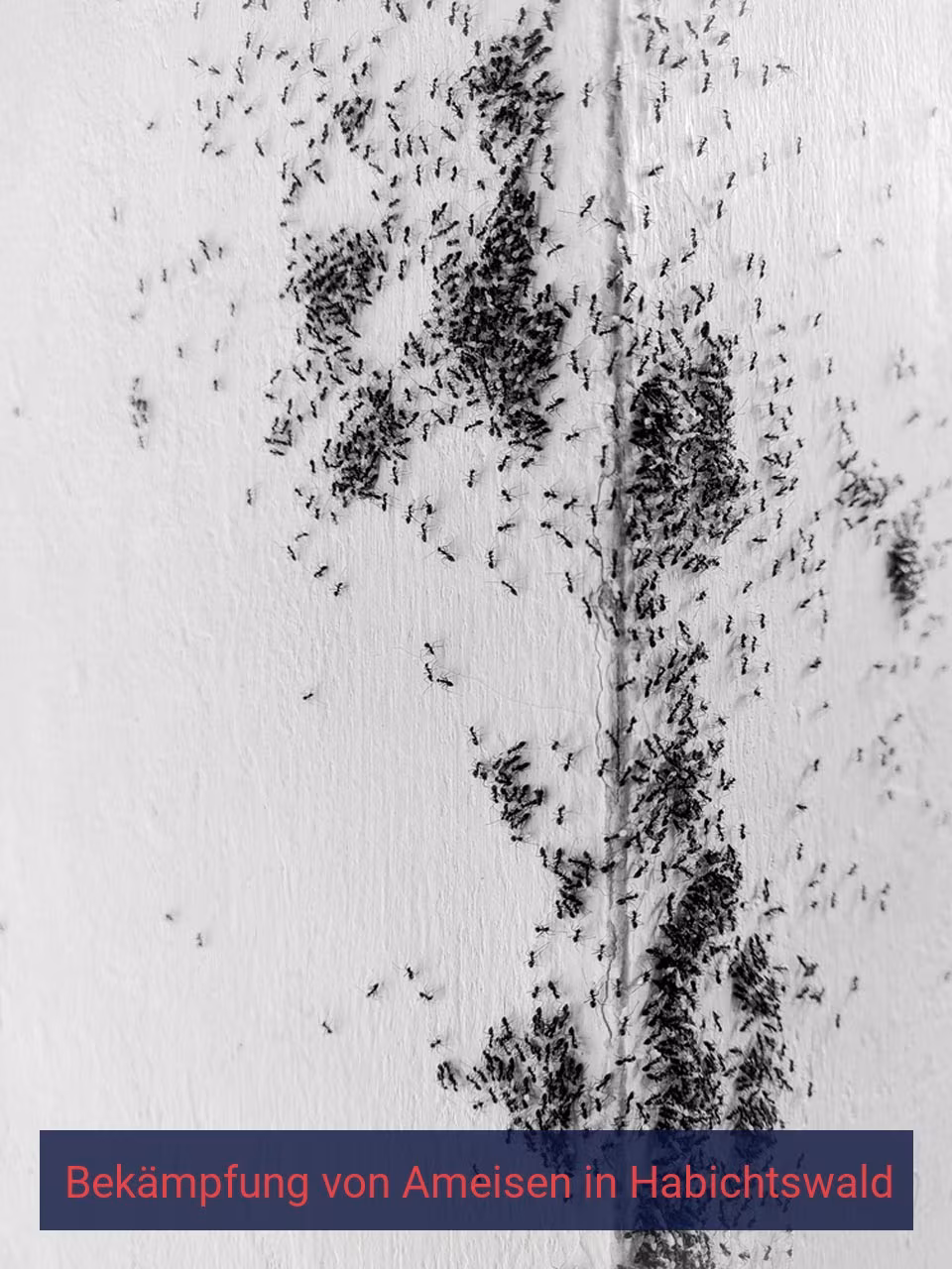 Bekämpfung von Ameisen {Stadt(city_name)