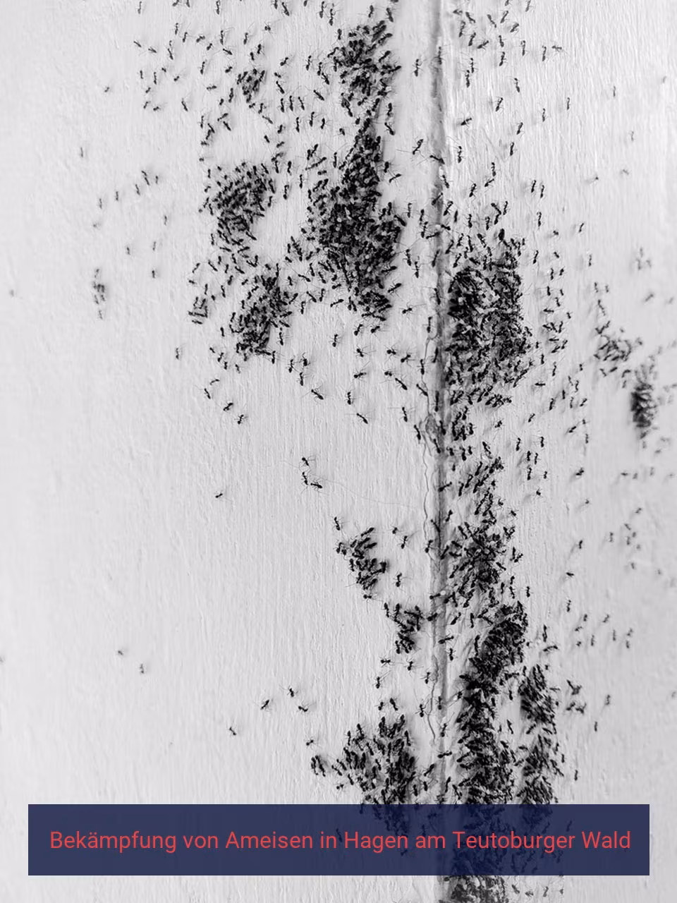 Bekämpfung von Ameisen {Stadt(city_name)