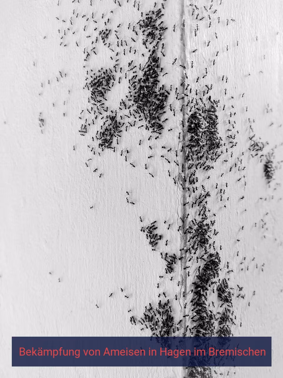 Bekämpfung von Ameisen {Stadt(city_name)