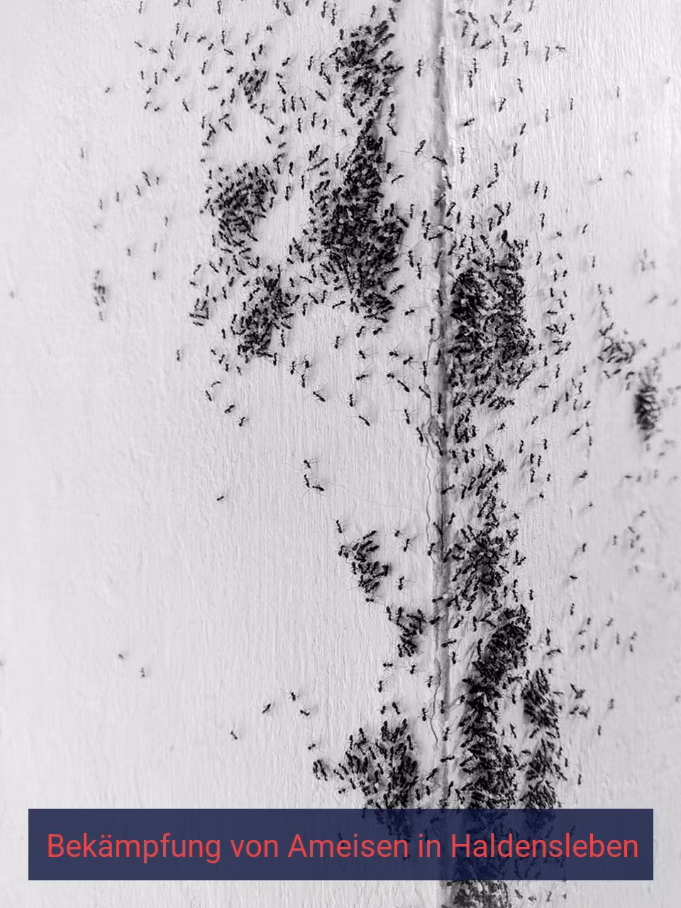 Bekämpfung von Ameisen {Stadt(city_name)