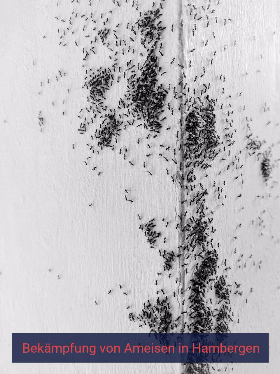 Bekämpfung von Ameisen {Stadt(city_name)
