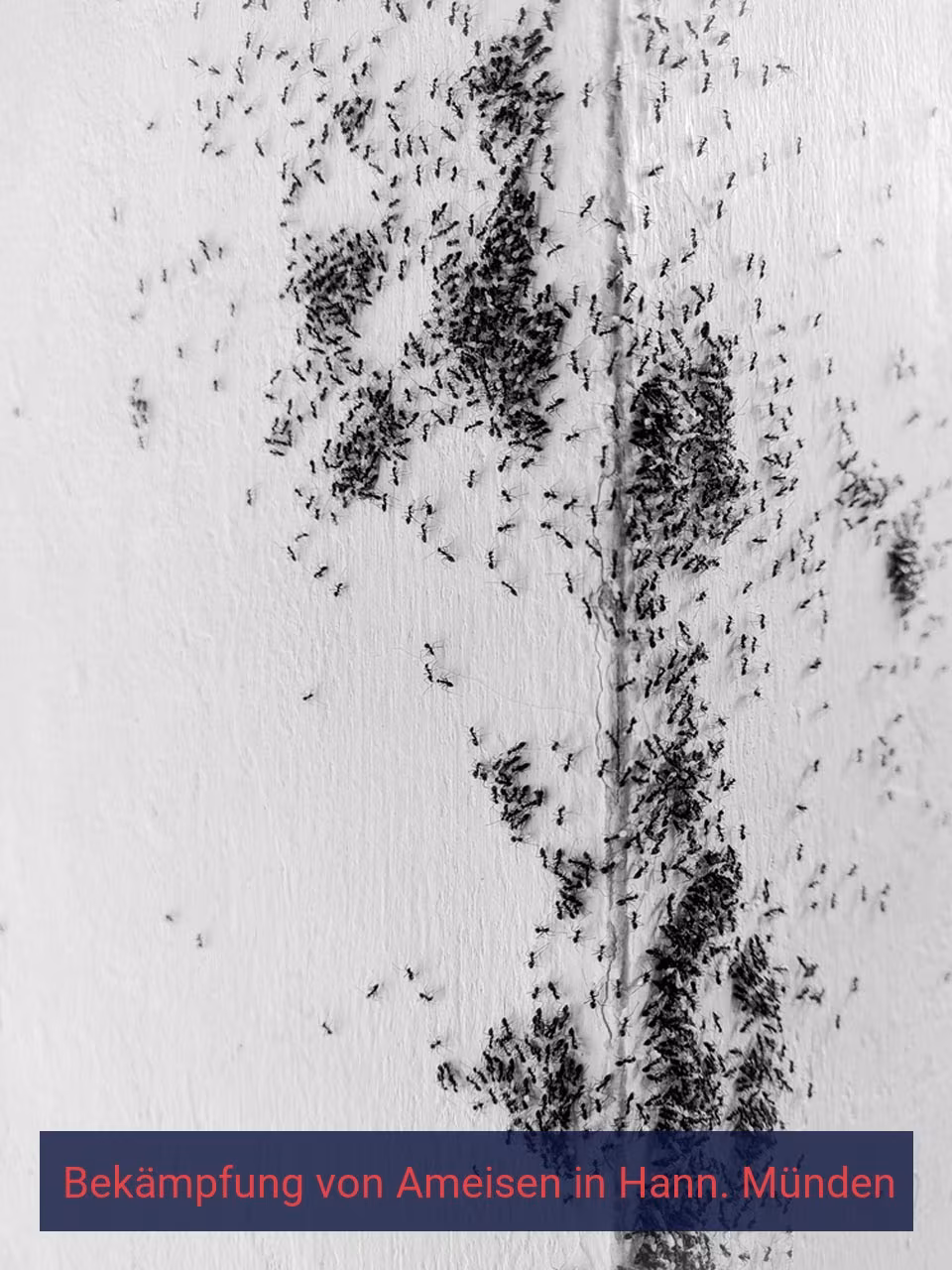 Bekämpfung von Ameisen {Stadt(city_name)