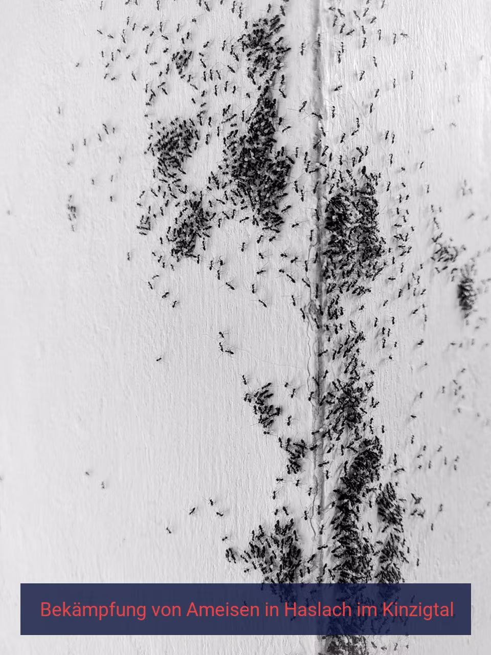 Bekämpfung von Ameisen {Stadt(city_name)