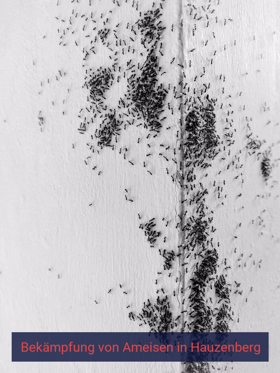 Bekämpfung von Ameisen {Stadt(city_name)