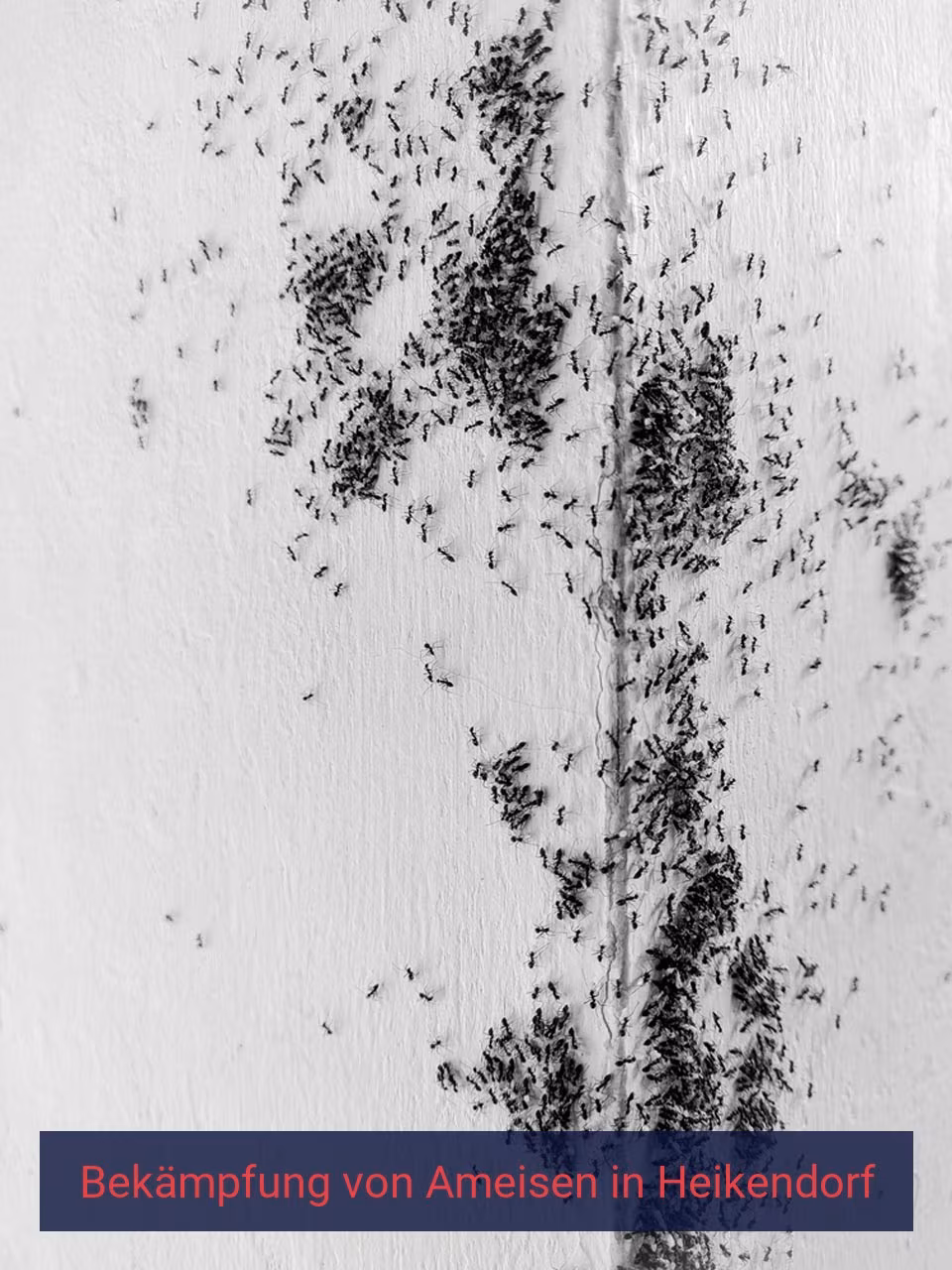 Bekämpfung von Ameisen {Stadt(city_name)