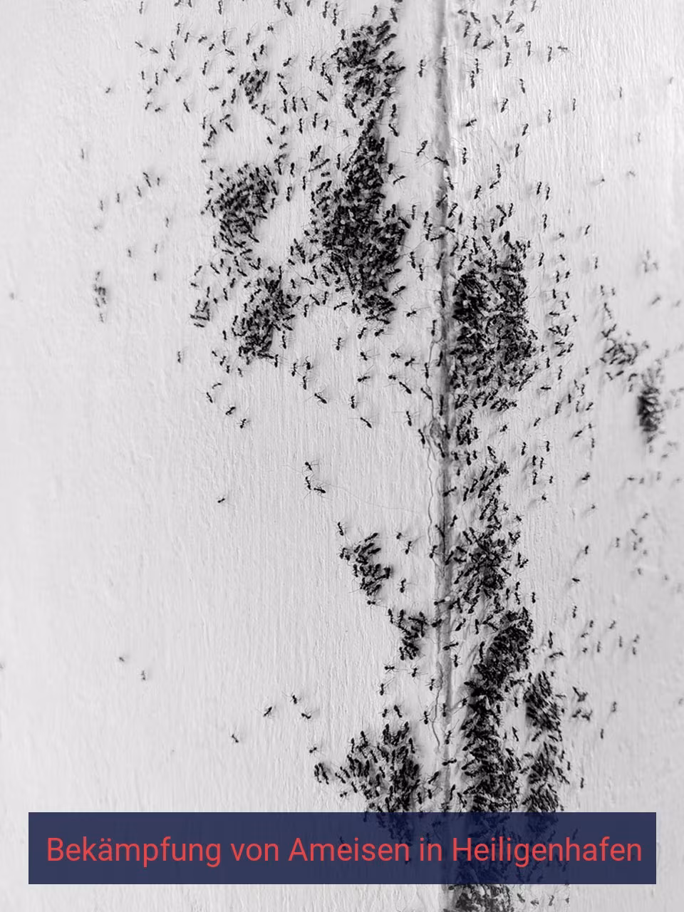 Bekämpfung von Ameisen {Stadt(city_name)