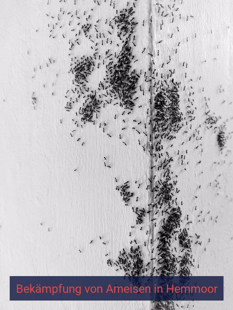 Bekämpfung von Ameisen {Stadt(city_name)