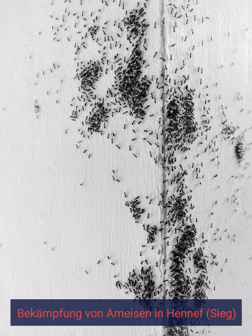 Bekämpfung von Ameisen {Stadt(city_name)