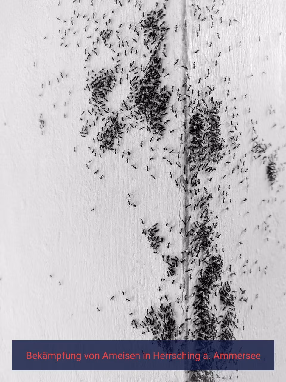 Bekämpfung von Ameisen {Stadt(city_name)