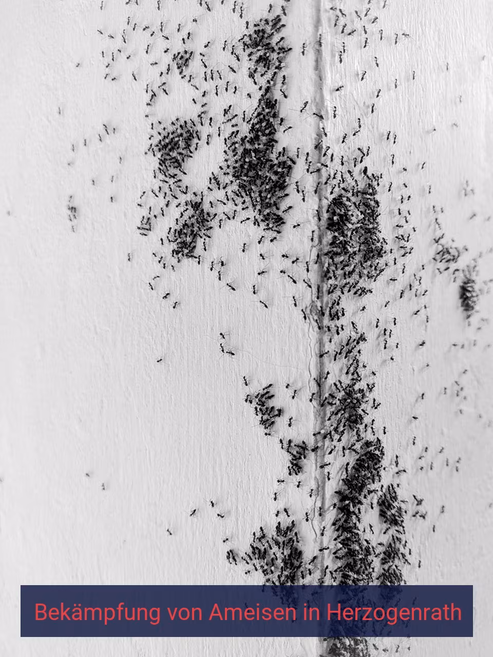 Bekämpfung von Ameisen {Stadt(city_name)