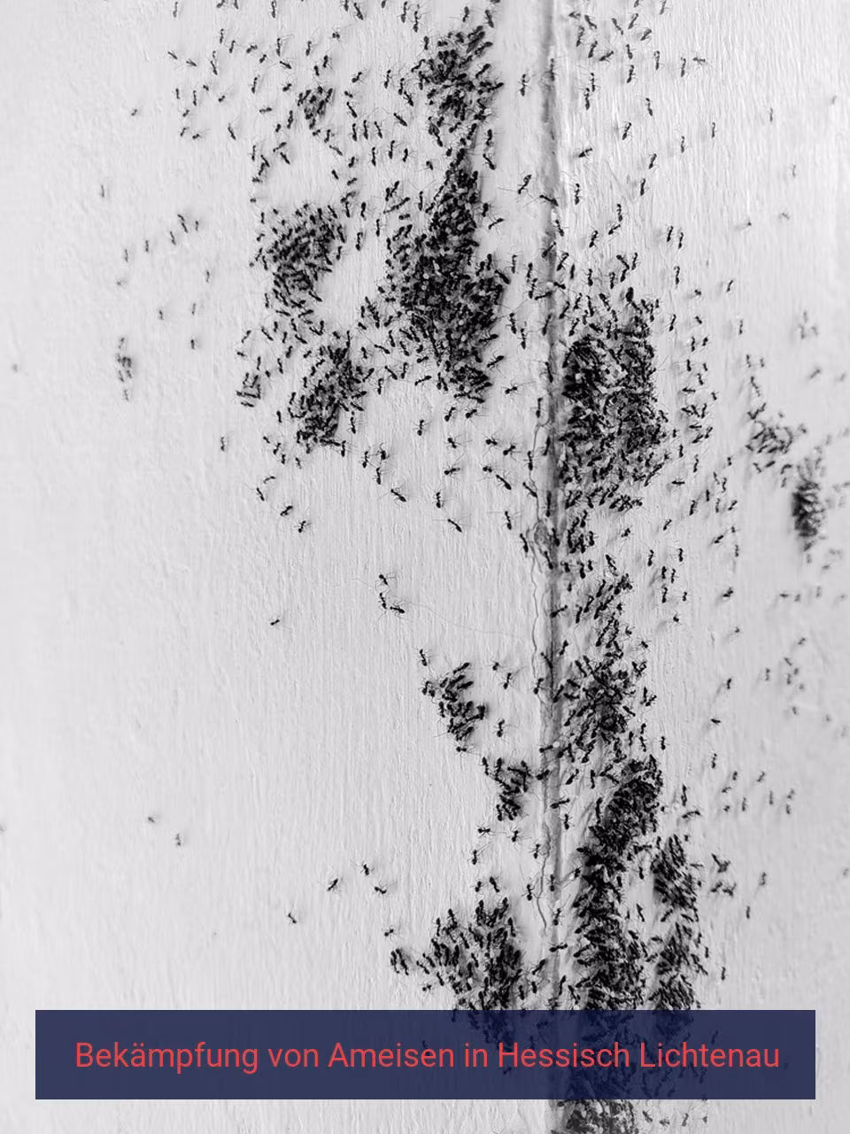 Bekämpfung von Ameisen {Stadt(city_name)