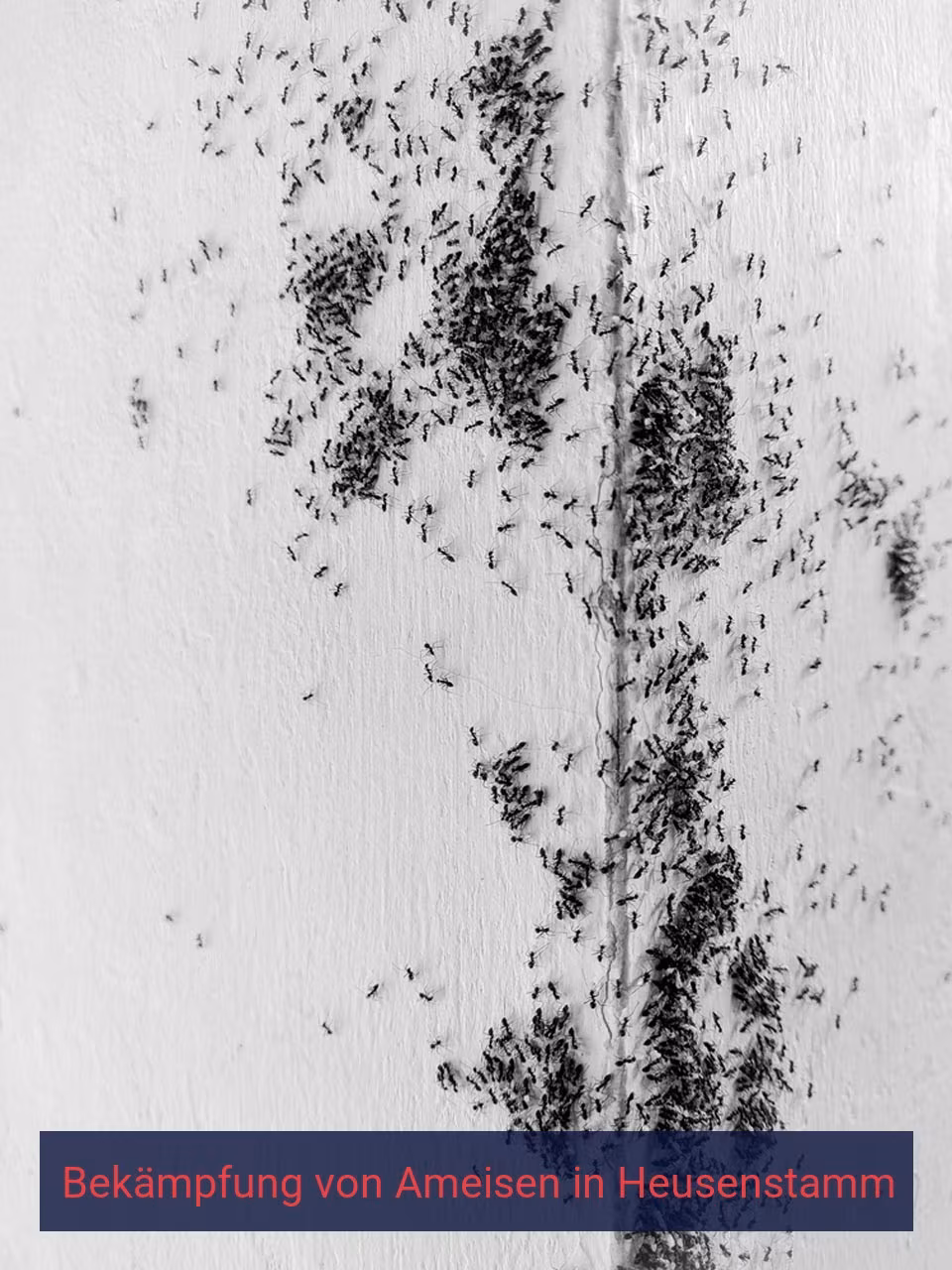 Bekämpfung von Ameisen {Stadt(city_name)