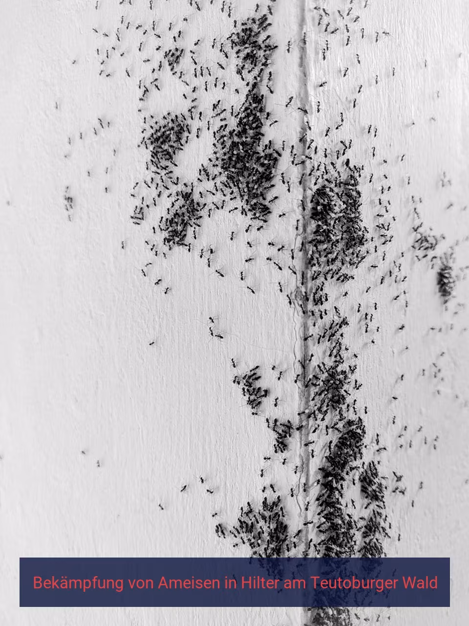 Bekämpfung von Ameisen {Stadt(city_name)