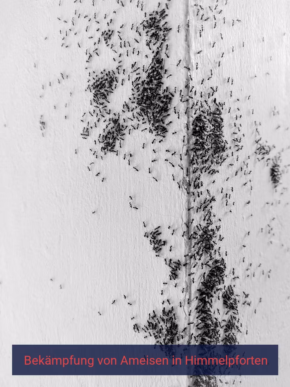 Bekämpfung von Ameisen {Stadt(city_name)