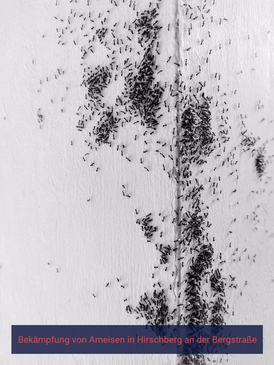 Bekämpfung von Ameisen {Stadt(city_name)