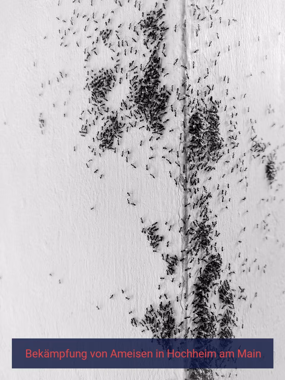 Bekämpfung von Ameisen {Stadt(city_name)